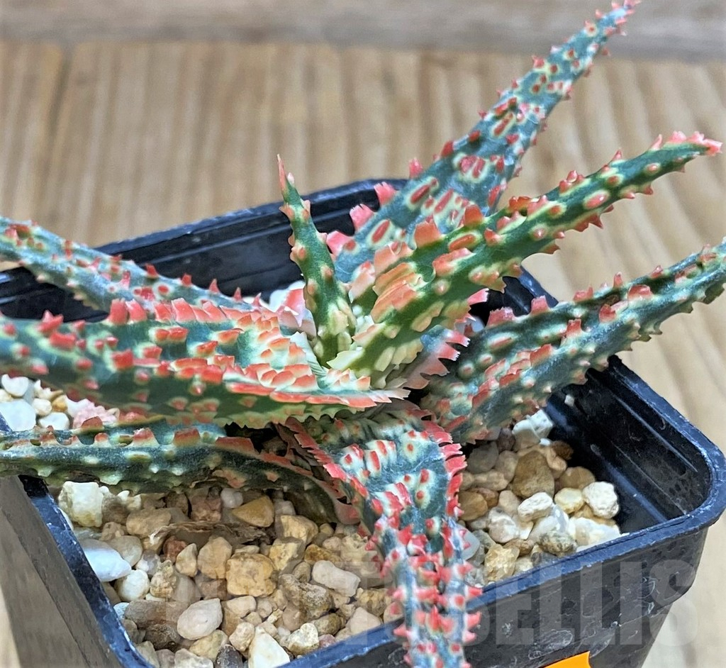 SHPR42319 Aloe TCT hybrid - immagine 3