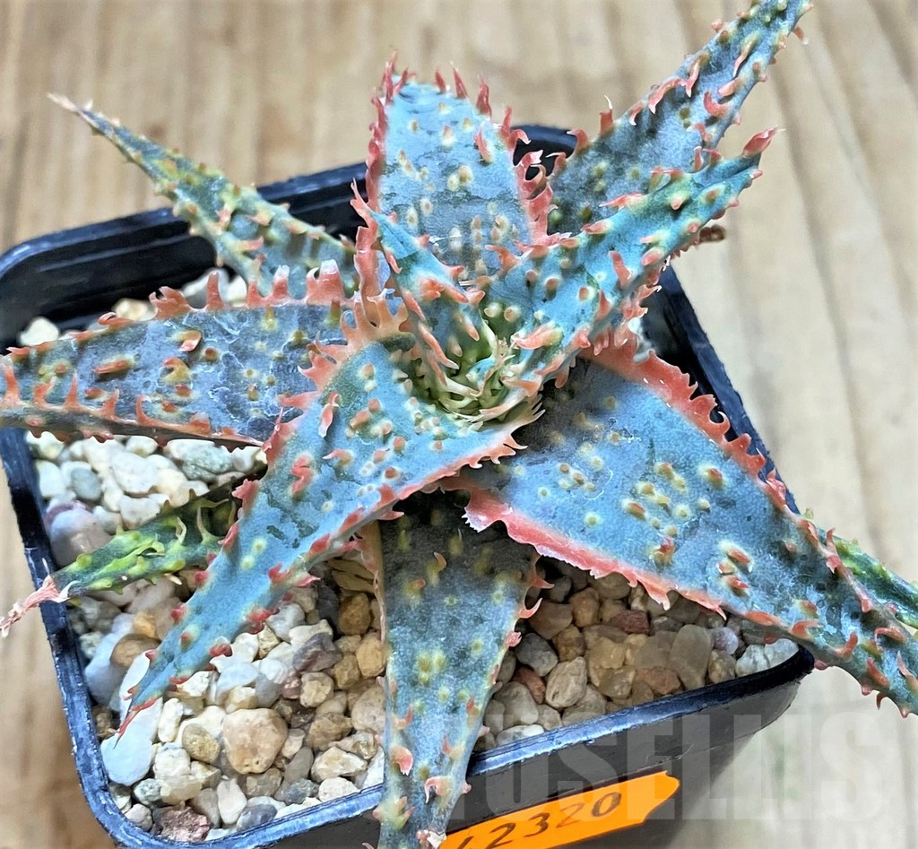 SHPR42320 Aloe TCT hybrid - immagine 2