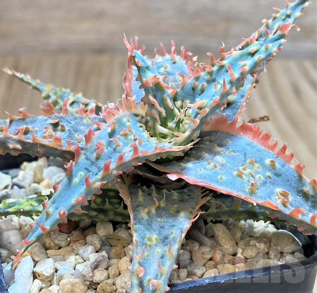 SHPR42320 Aloe TCT hybrid