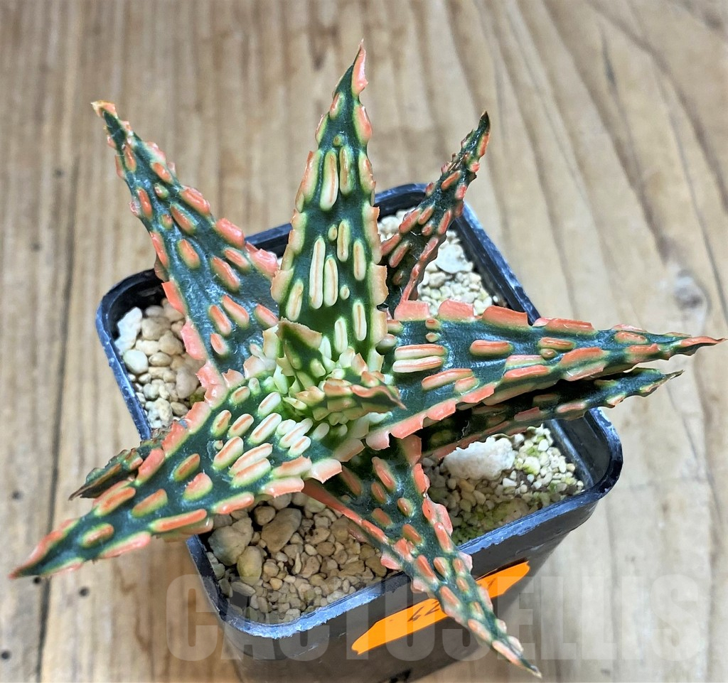 SHPR42321 Aloe TCT hybrid - immagine 2