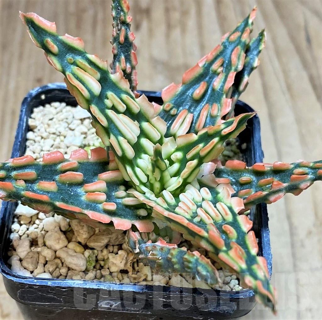 SHPR42321 Aloe TCT hybrid