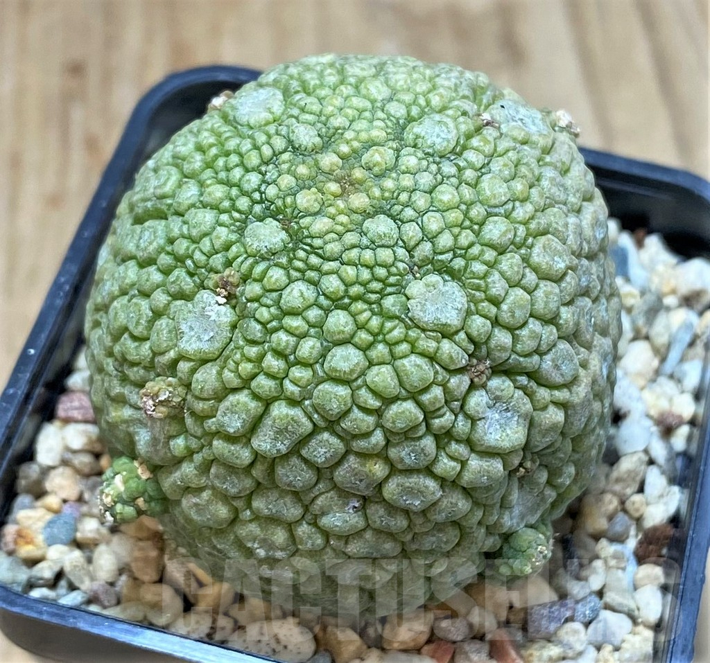 SHPR42322 Pseudolithos migiurtinus