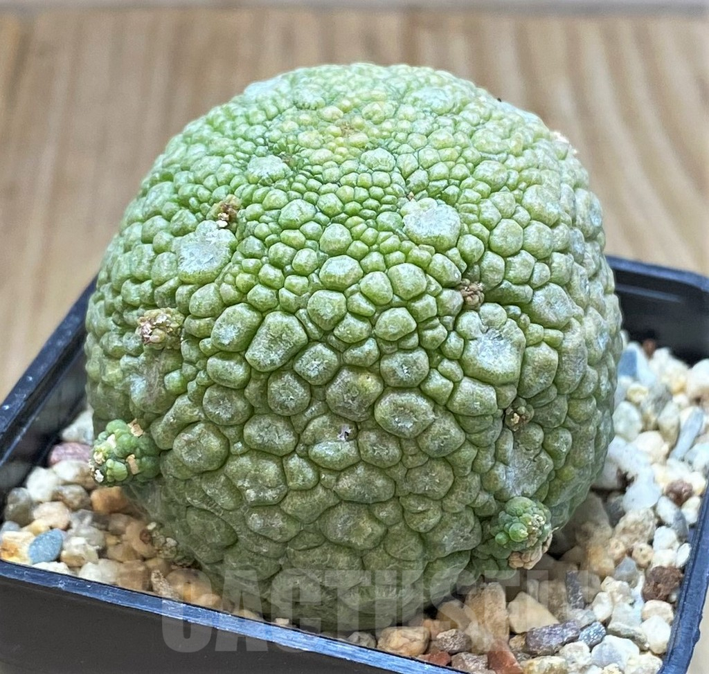SHPR42322 Pseudolithos migiurtinus - immagine 2