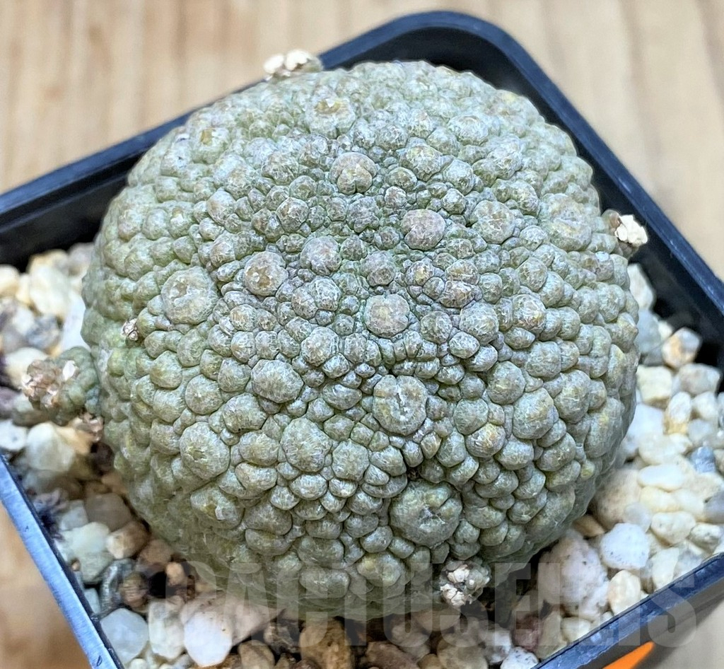 SHPR42324 Pseudolithos migiurtinus - Image 2