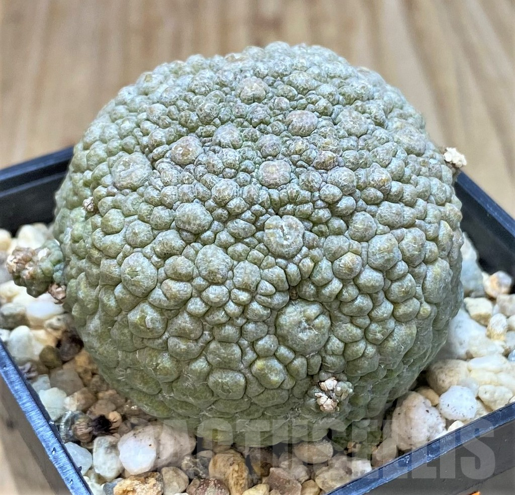 SHPR42324 Pseudolithos migiurtinus