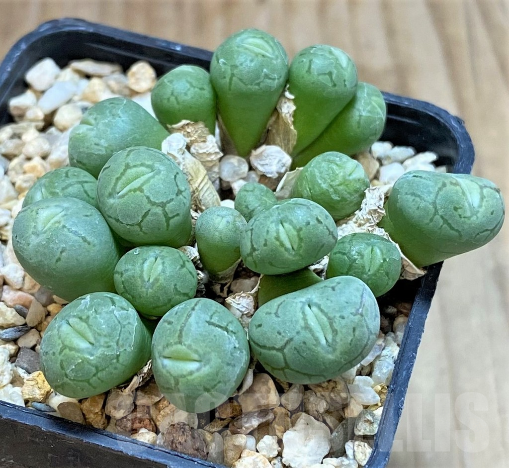 SHPR42325 Conophytum wittebergense - Image 2