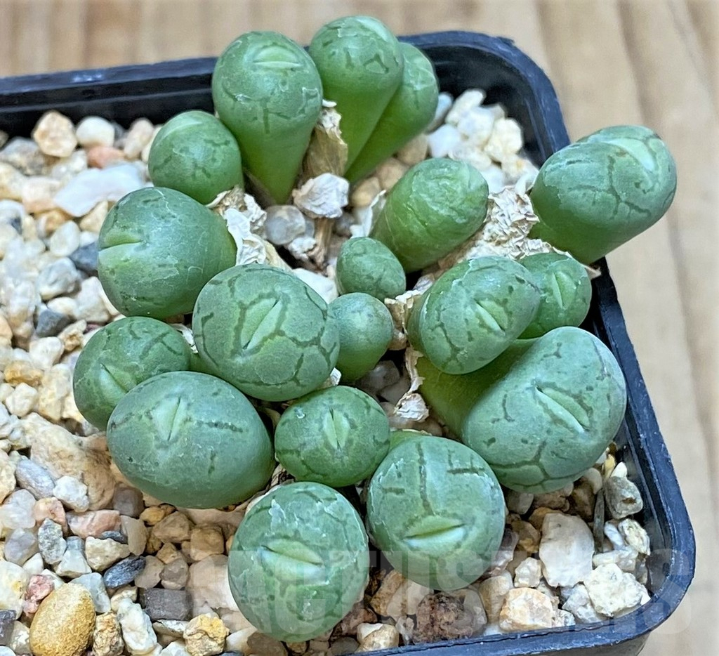 SHPR42325 Conophytum wittebergense