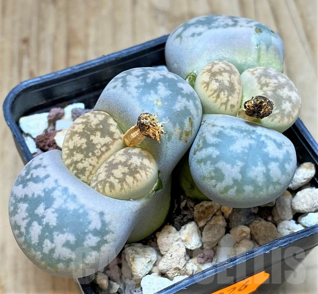 SHPR42326 Lithops gesinae