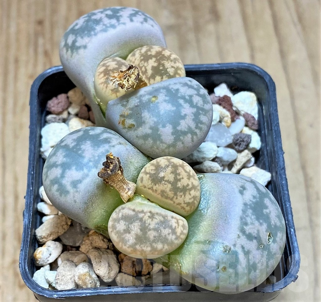 SHPR42326 Lithops gesinae - Image 2
