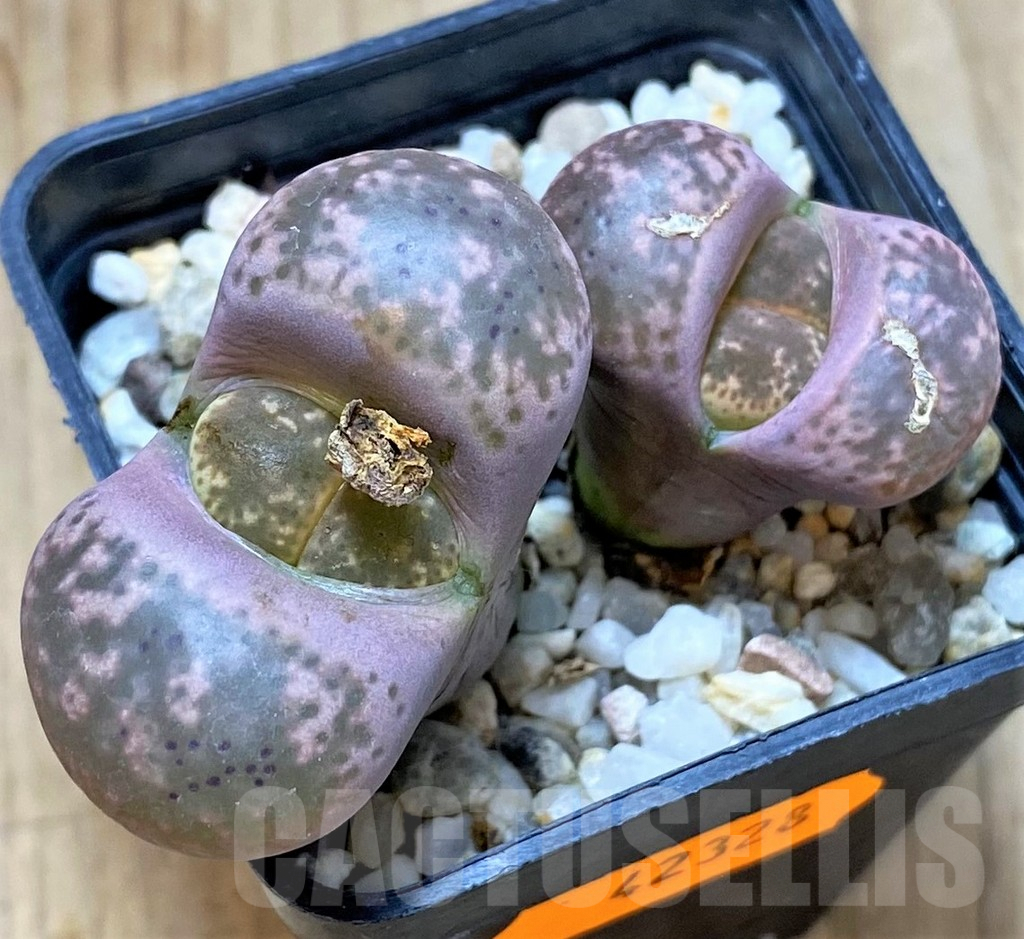 SHPR42328 Lithops gesinae