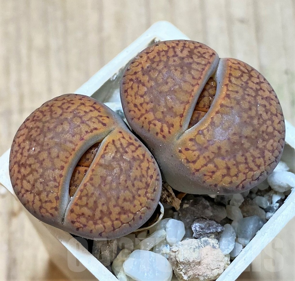 SHPR42330 Lithops aucampiae C255