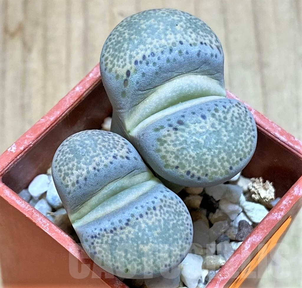 SHPR42331 Lithops terricolor