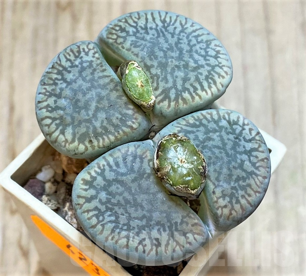 SHPR42332 Lithops aucampiae v. euniceae C054