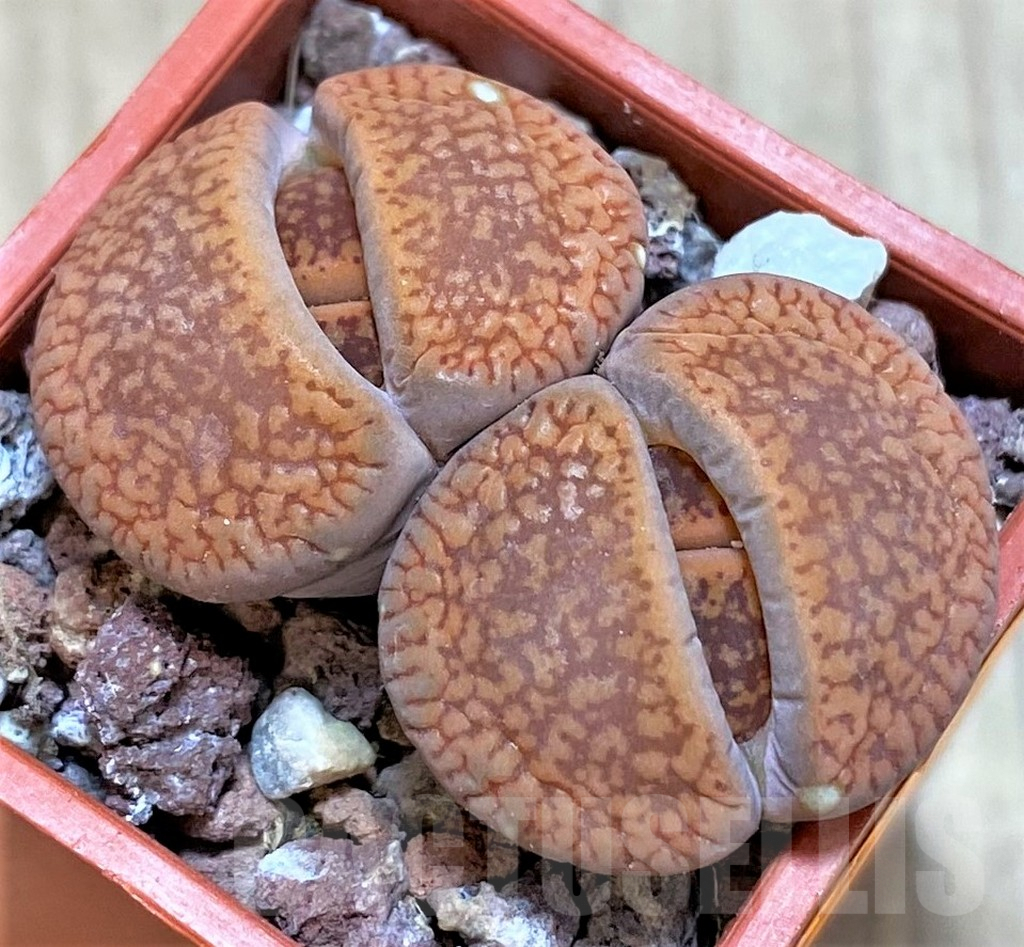 SHPR42333 Lithops aucampiae v. koelemani
