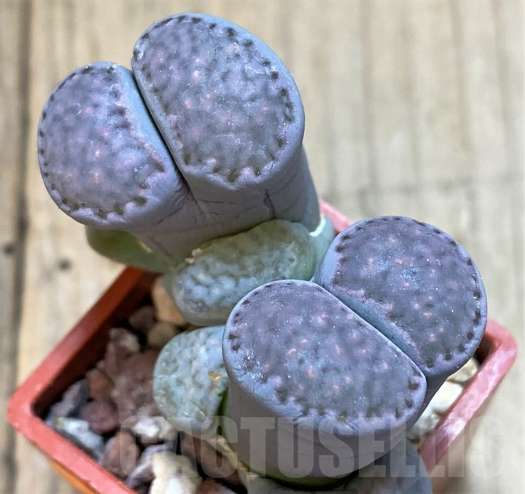 SHPR42334 Lithops salicola x salicola 'Bacchus'