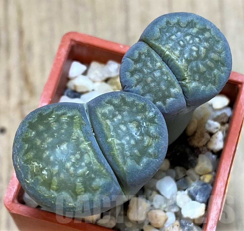 SHPR42335 Lithops hallii v. ochracea ‘Green Soapstone’ C 111A