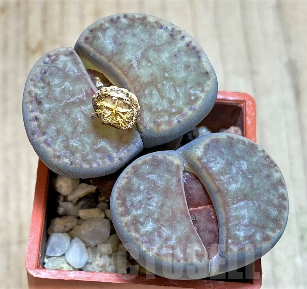 SHPR42336 Lithops bromfieldii C041