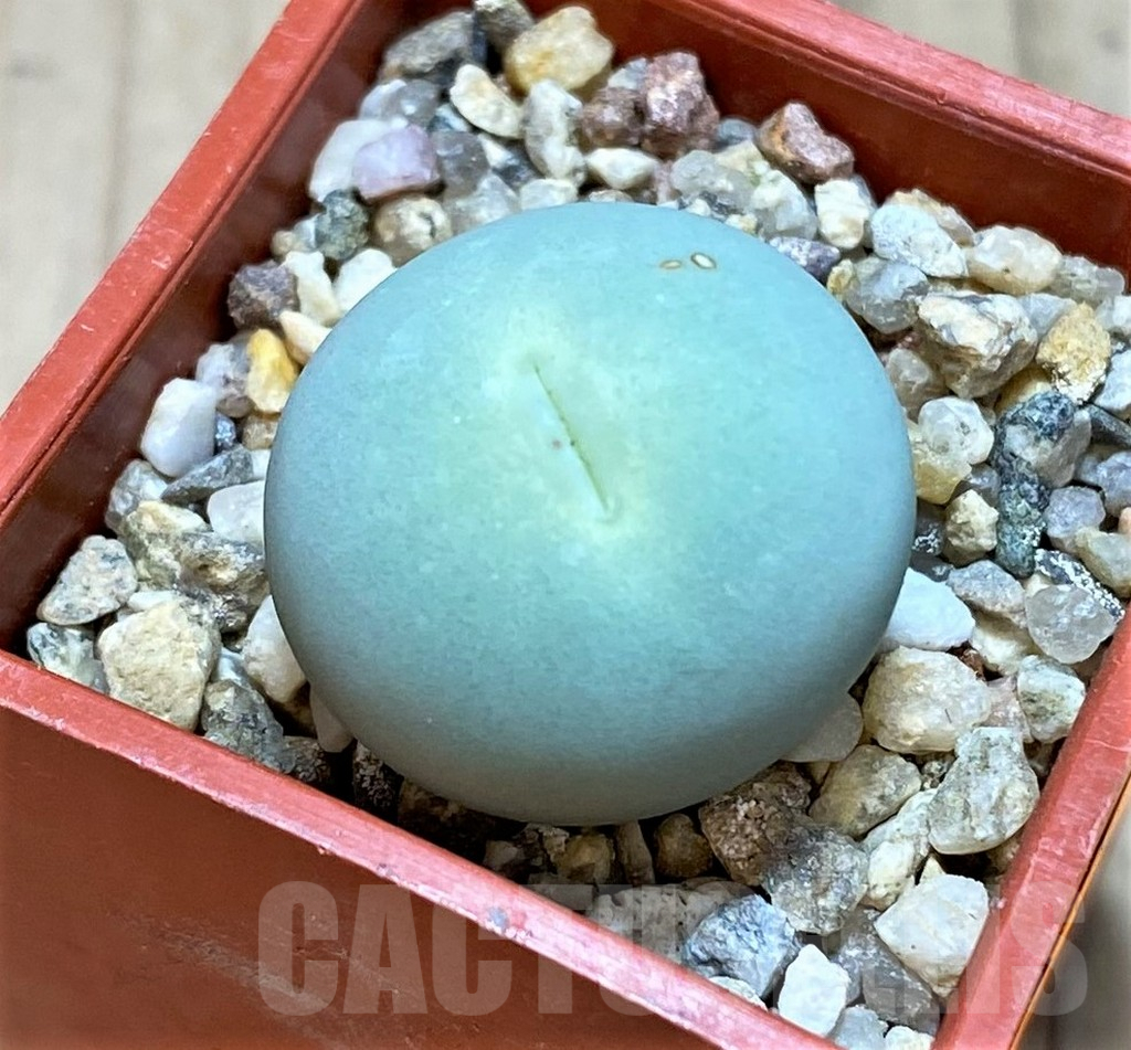 SHPR42430 Conophytum calculus