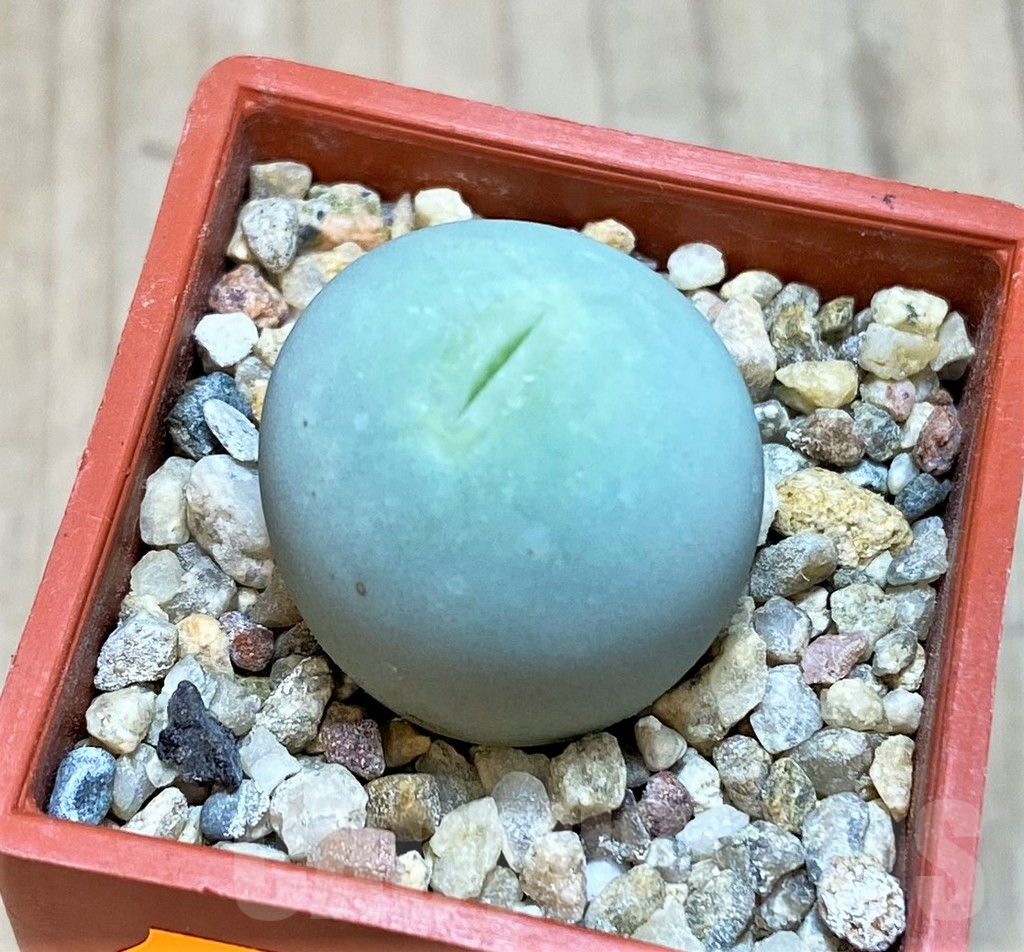 SHPR42431 Conophytum calculus