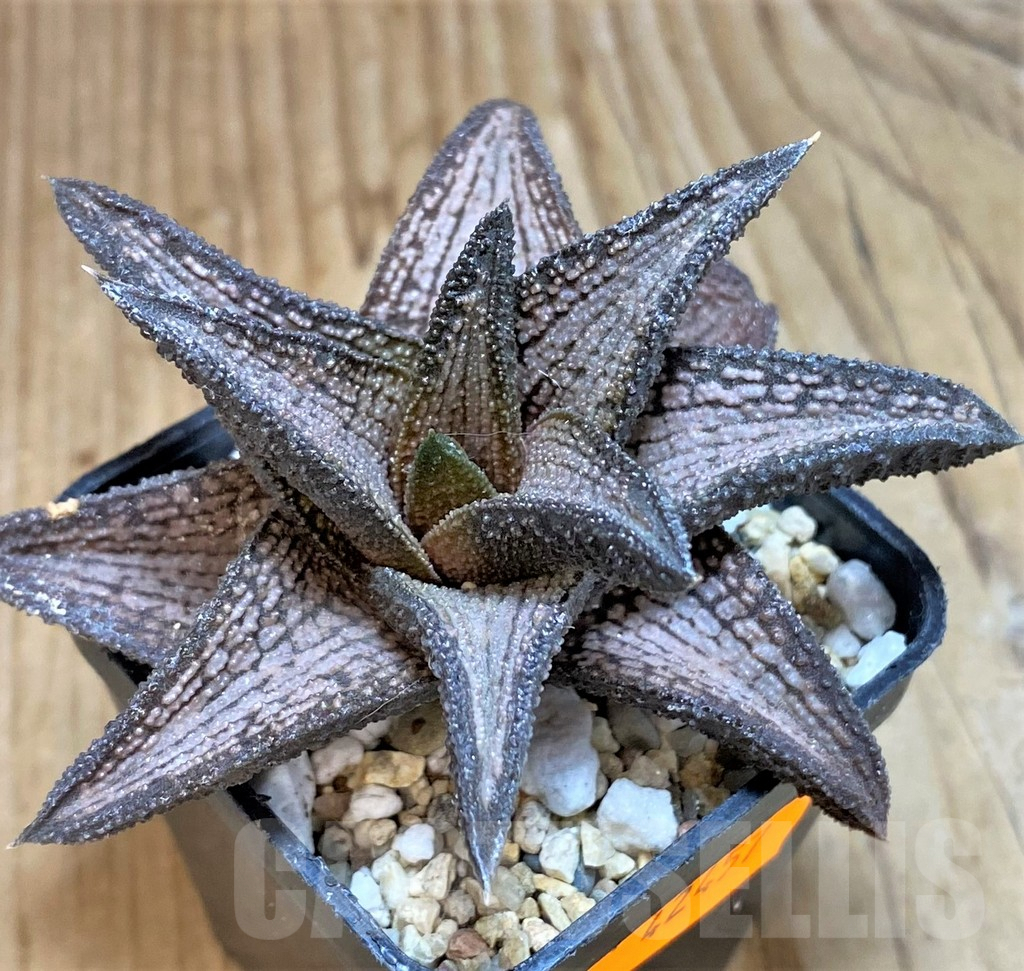 SHPR42457 Haworthia 'Kintaikyo'
