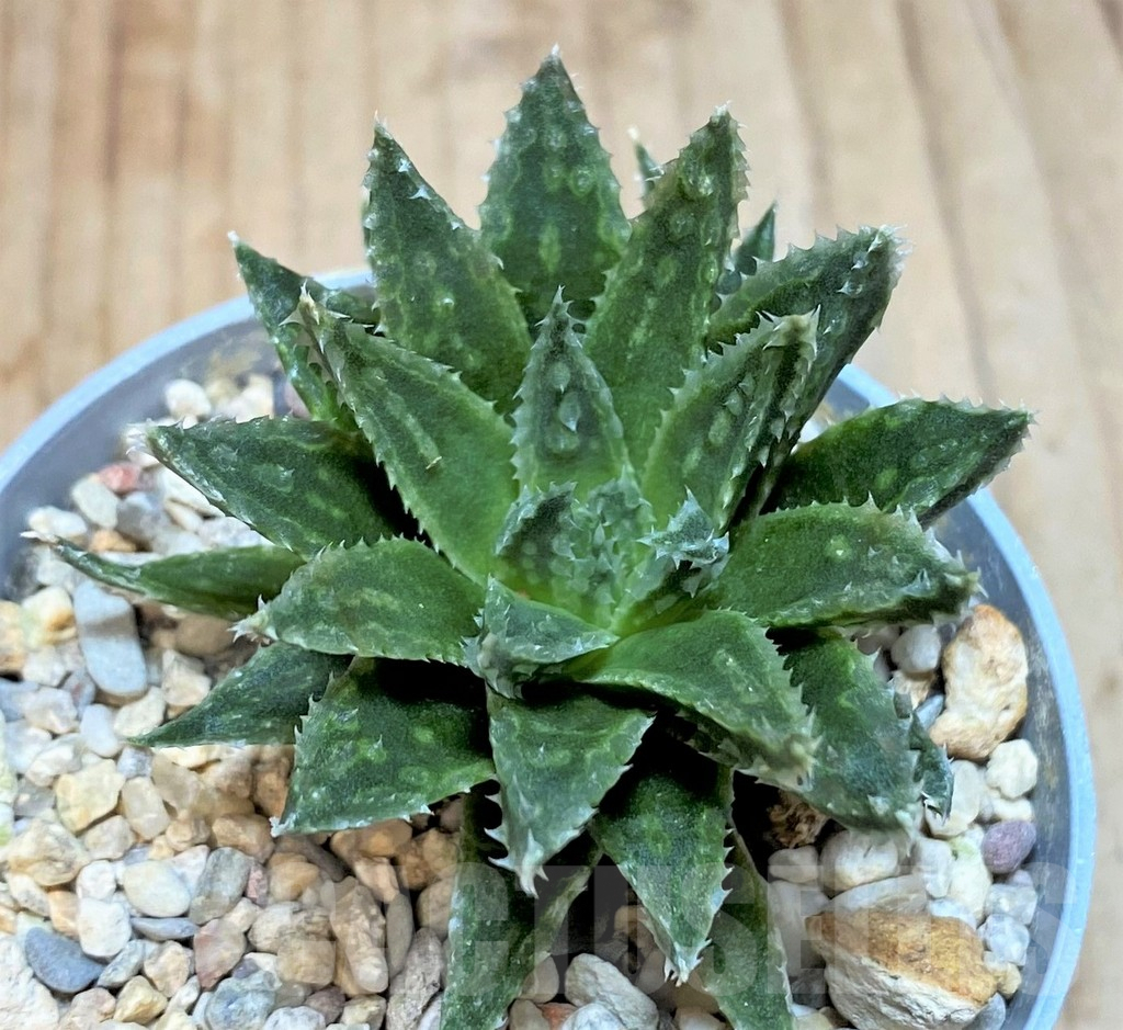 SHPR42458 Haworthia variegata v. modesta - Image 2