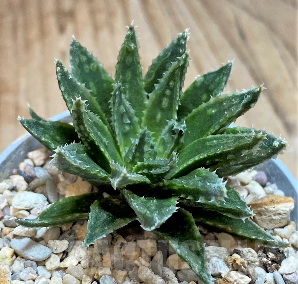 SHPR42458 Haworthia variegata v. modesta