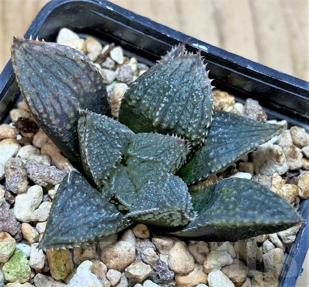 SHPR42460 Haworthia HCNX-7, ex Cactus Nishi