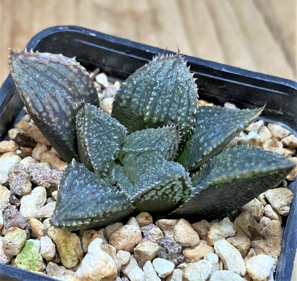 SHPR42460 Haworthia HCNX-7, ex Cactus Nishi - Image 2