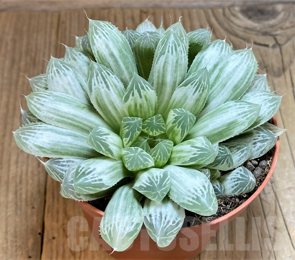 SHPR42461 Haworthia cooperi f. variegata - Image 2