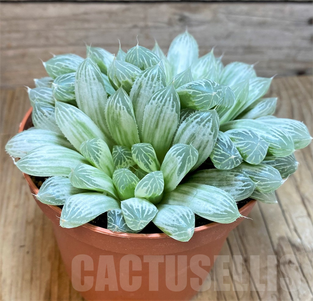 SHPR42461 Haworthia cooperi f. variegata
