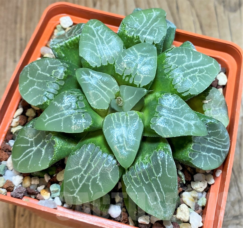 SHPR42462 Haworthia comptoniana 'Crystal'