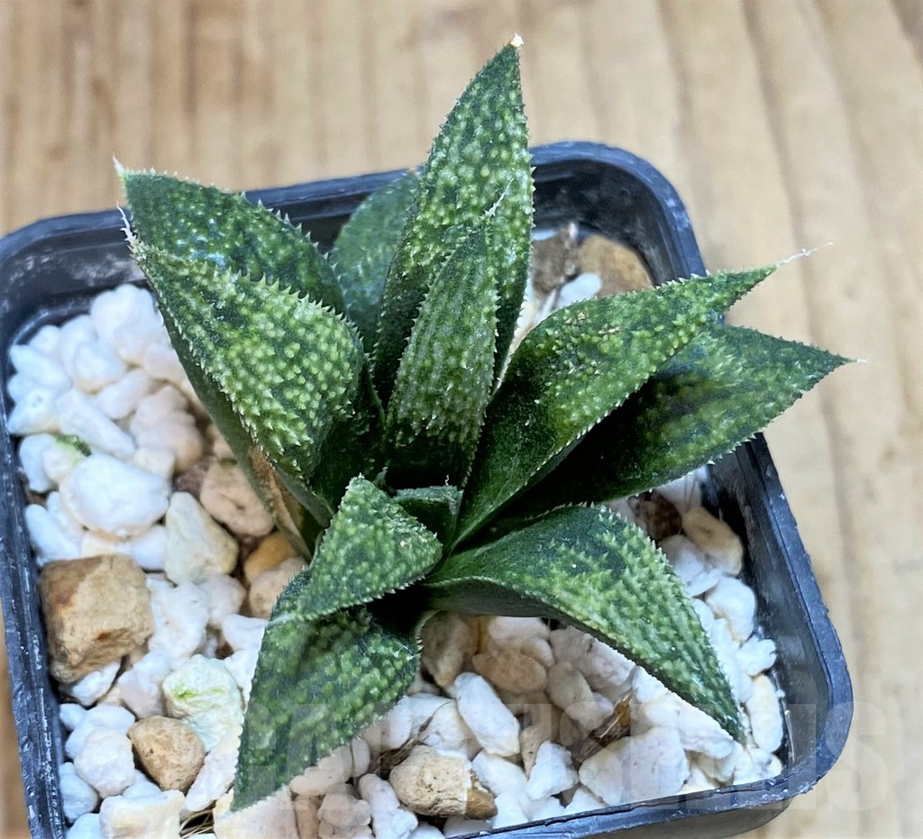 SHPR42463 Haworthia splendens hybrid - Image 2