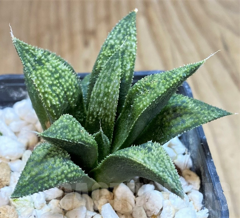 SHPR42463 Haworthia splendens hybrid