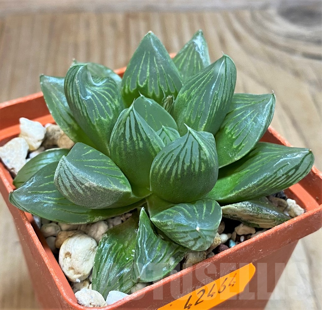 SHPR42464 Haworthia 'Black Star'