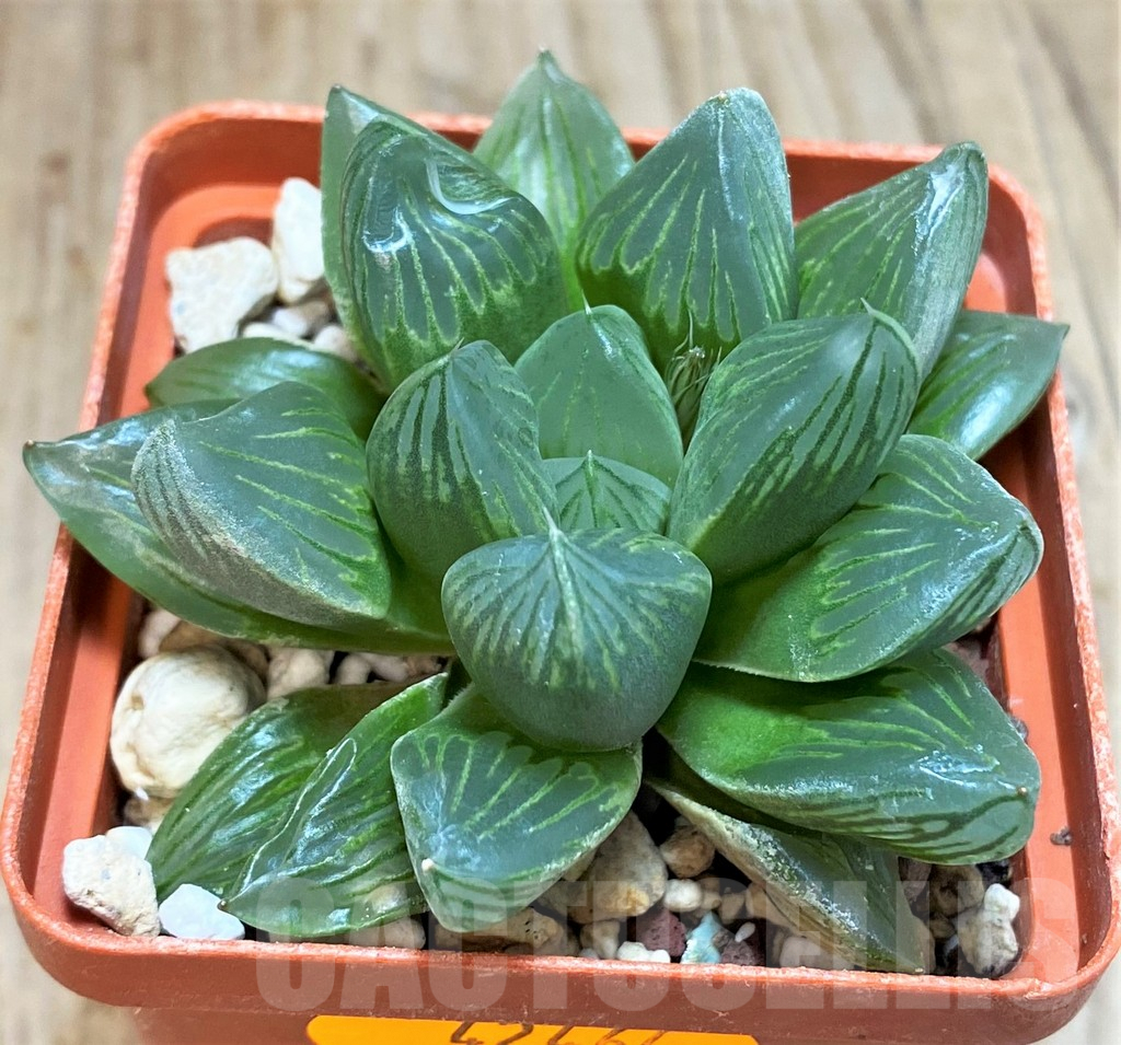 SHPR42464 Haworthia 'Black Star' – Image 2