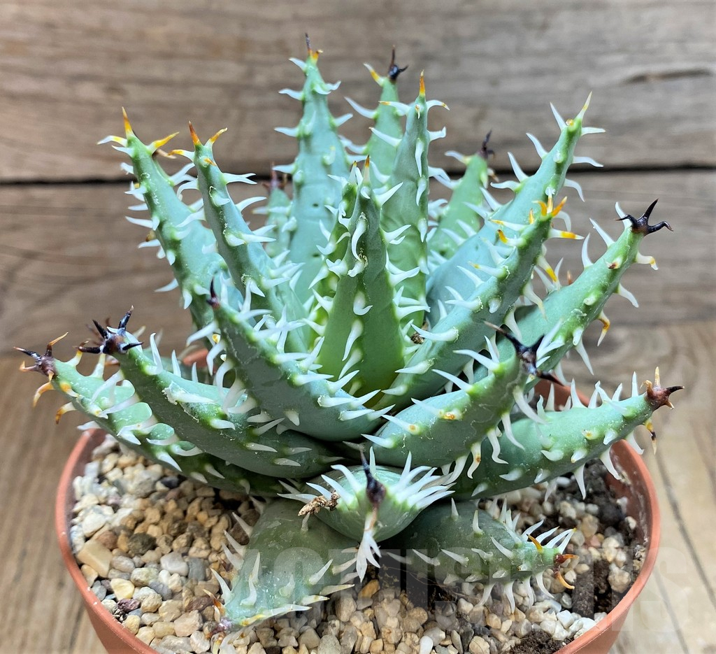 SHPR42465 Aloe erinacea – Image 3