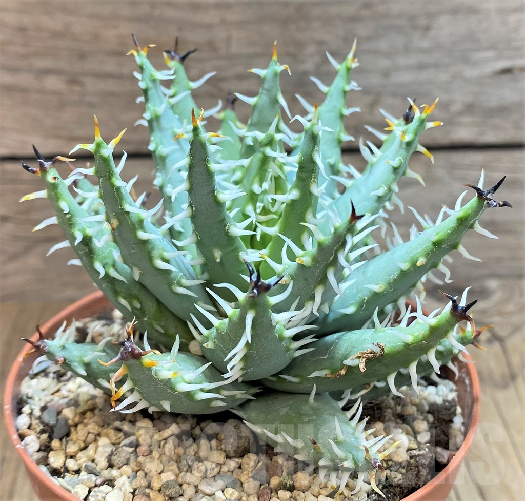 SHPR42465 Aloe erinacea – Image 2