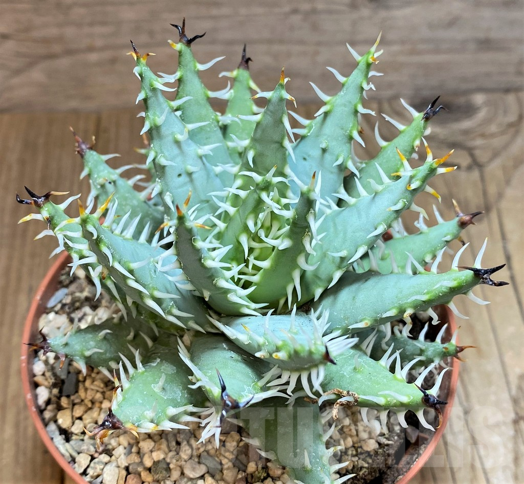 SHPR42465 Aloe erinacea