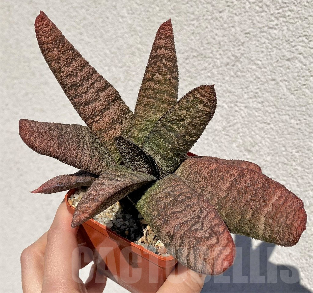 SHPR42466 Gasteria batesiana - Image 3