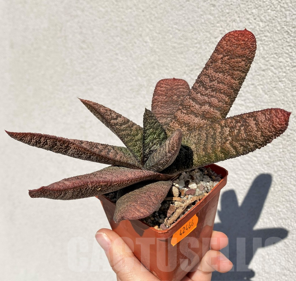 SHPR42466 Gasteria batesiana - Image 2