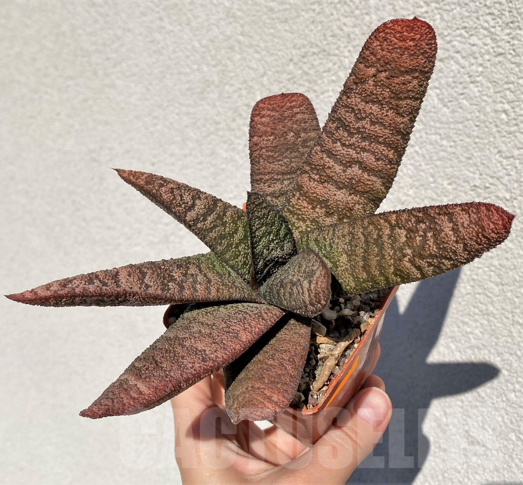 SHPR42466 Gasteria batesiana