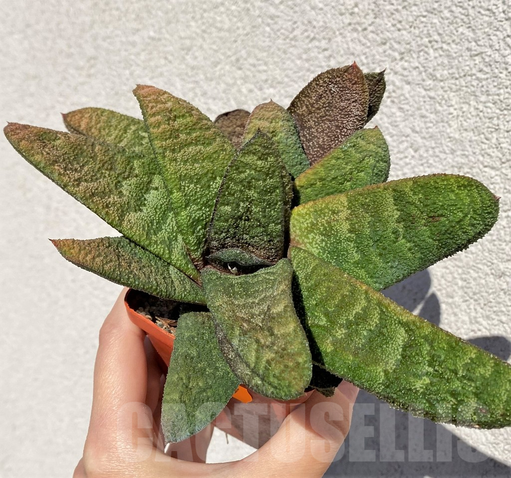 SHPR42467 Gasteria batesiana