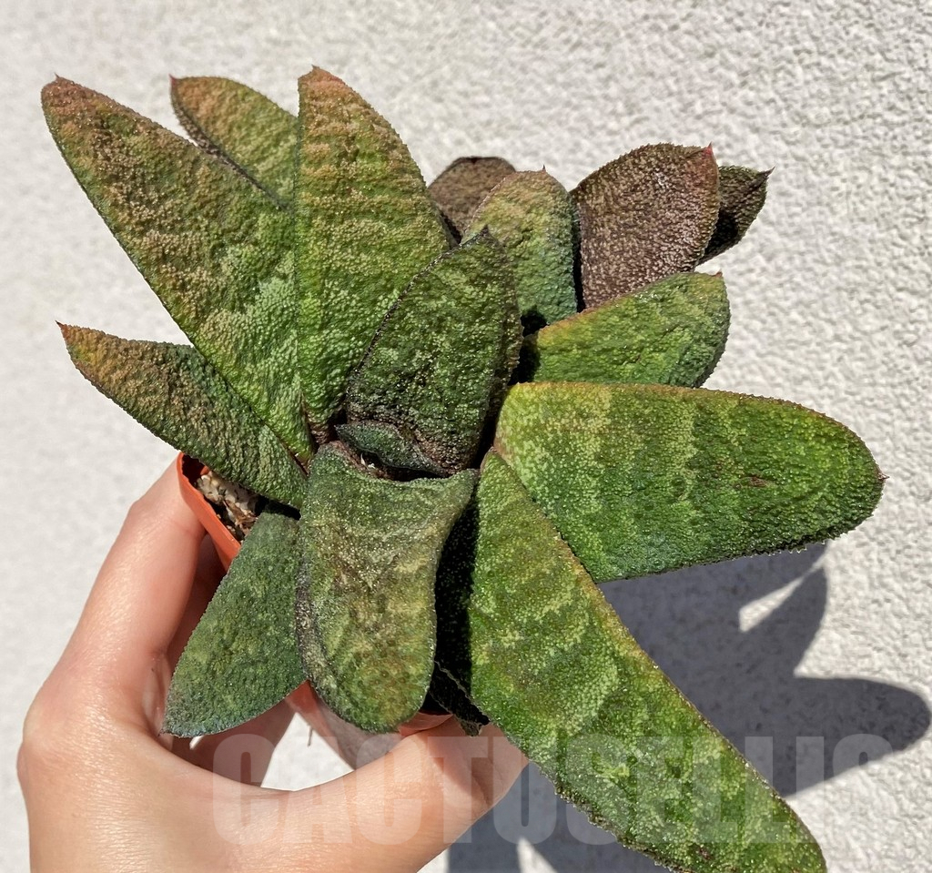 SHPR42467 Gasteria batesiana - Image 2
