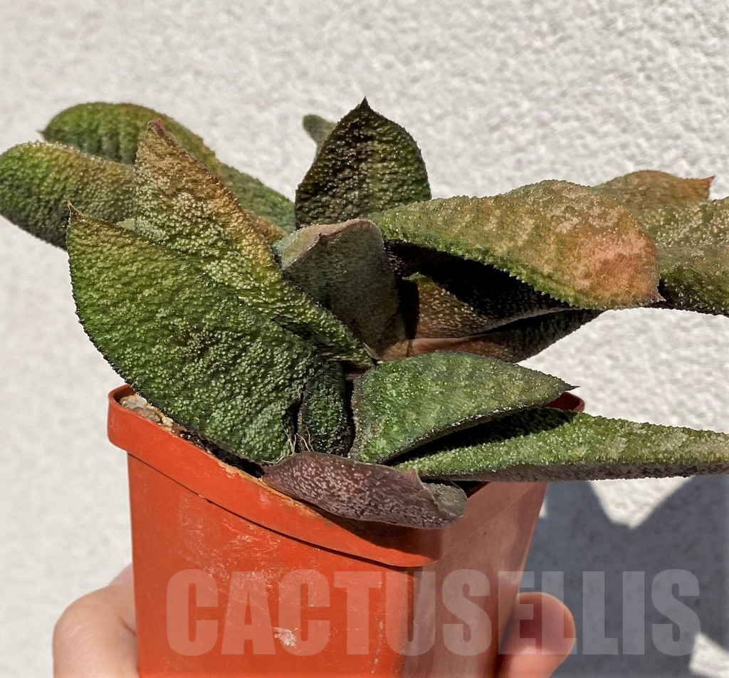 SHPR42467 Gasteria batesiana - Image 3