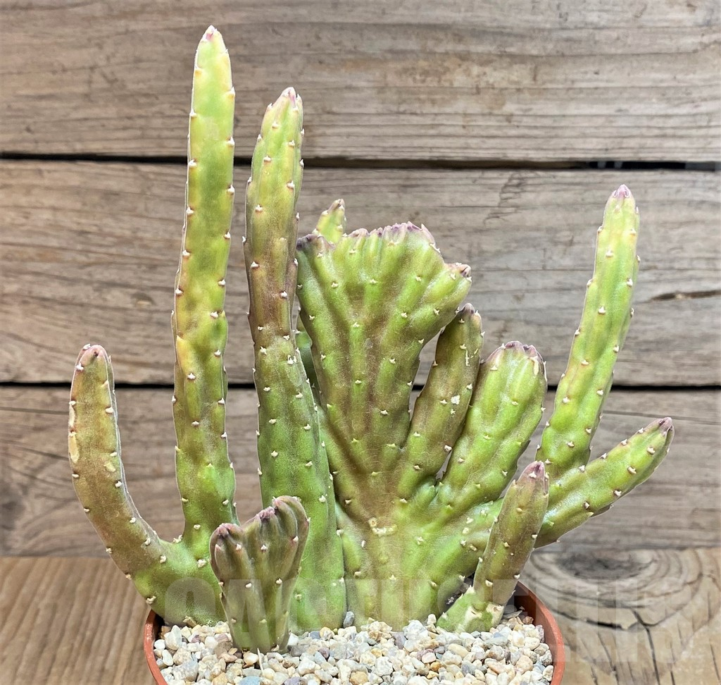 SHPR42469 Stapelia leendertziae f. cristata