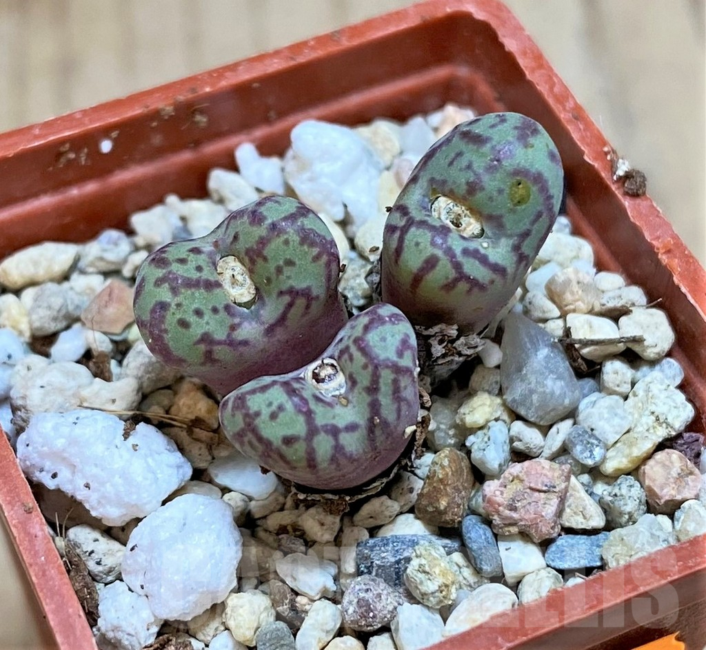 SHPR42439 Conophytum obcordellum, seedling