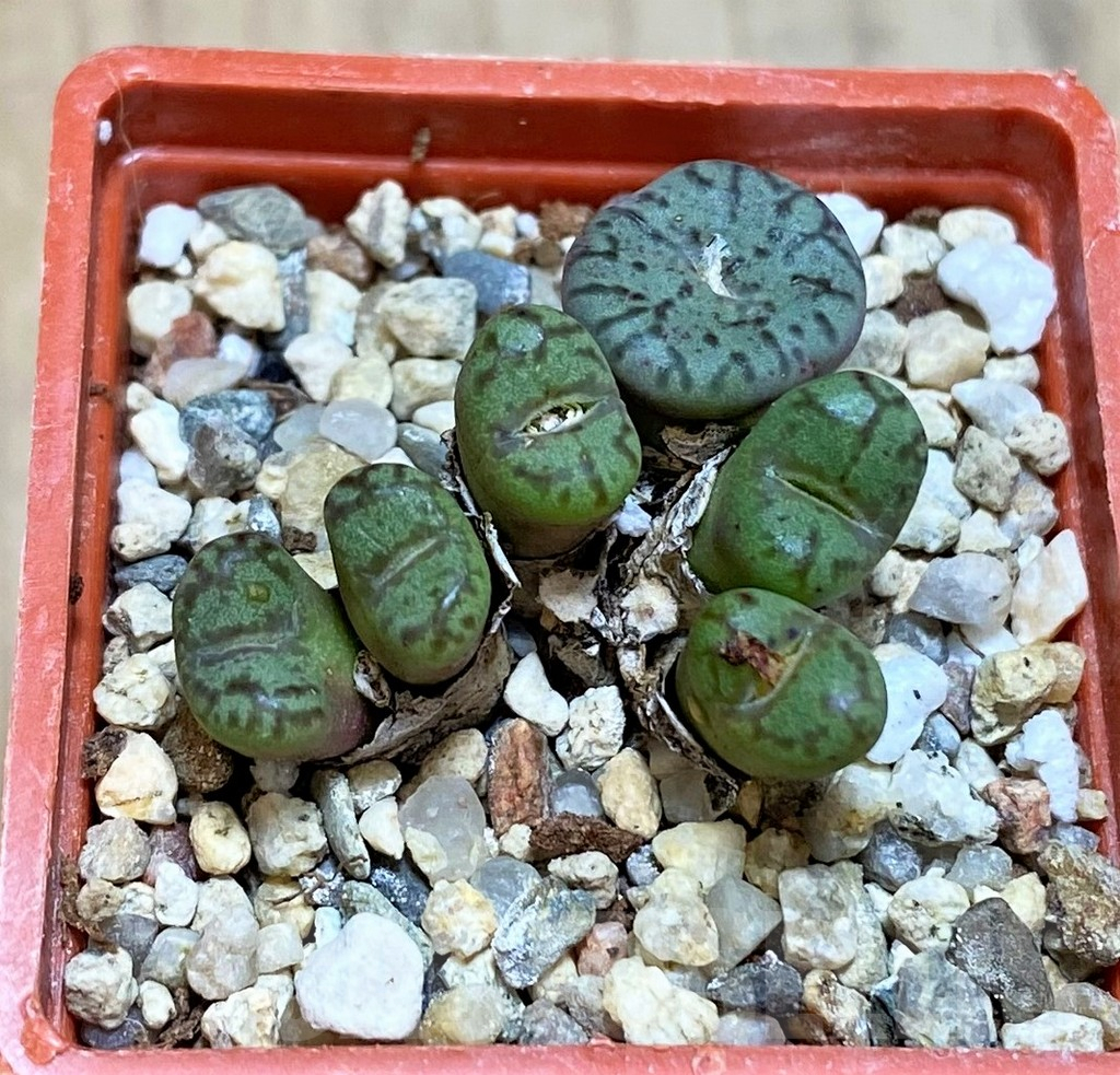 SHPR42440 Conophytum obcordellum, seedling