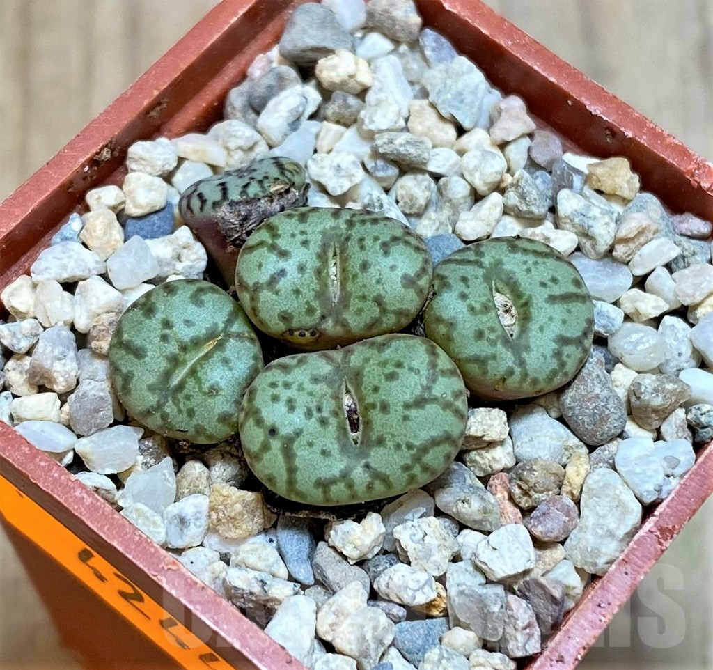 SHPR42441 Conophytum obcordellum, seedling