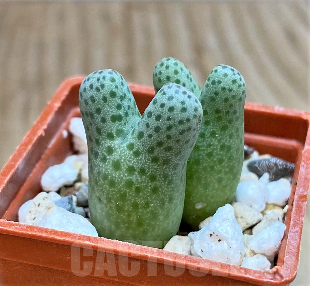 SHPR42442 Conophytum haramoepense ARM9550