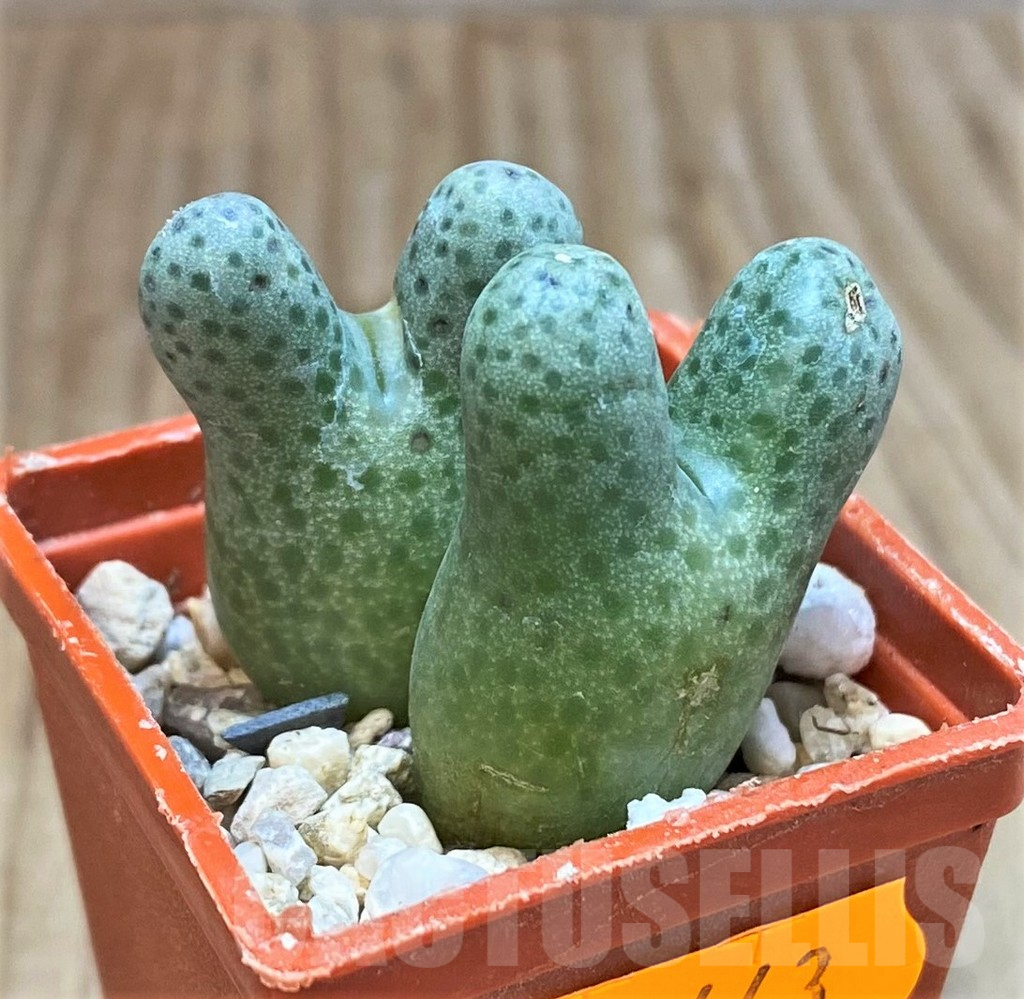 SHPR42443 Conophytum haramoepense ARM9550